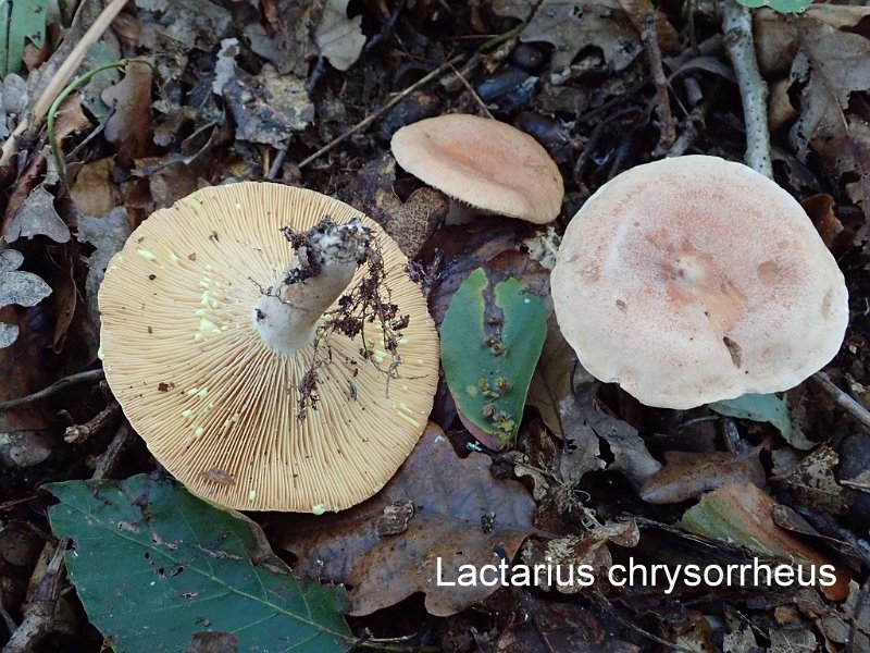 Lactarius chrysorrheus-amf1070.jpg - Lactarius chrysorrheus ; Syn: Lactarius theiogalus var. chrysorrheus ; Non français: Lactaire à lait jaunissant